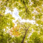 Green Forest Trees In Autumn