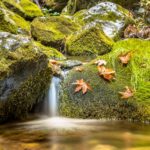 Tranquil forest stream in autumn forest